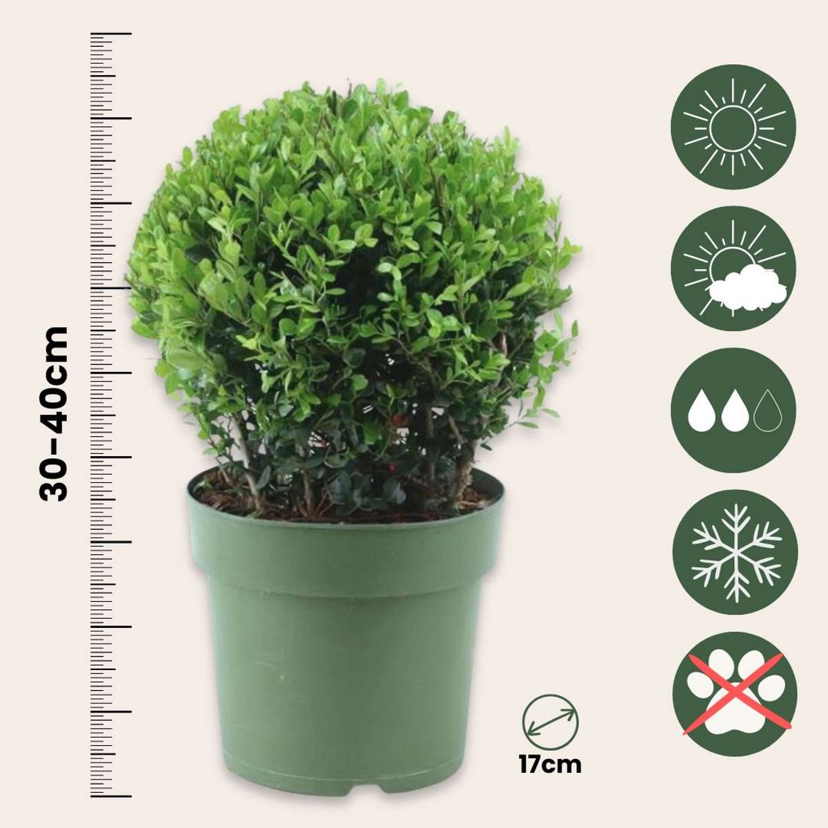 Laur japonez - Ilex crenata 'Jenny' - Înălţime 30-40cm - ⌀17cm