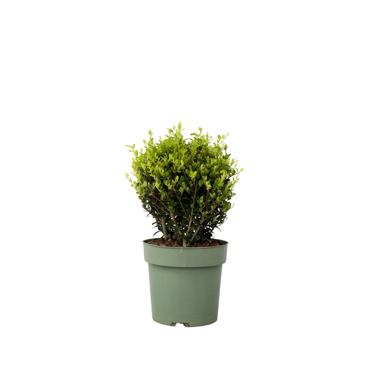 Laur japonez - Ilex crenata 'Jenny' - Înălţime 30-40cm - ⌀17cm