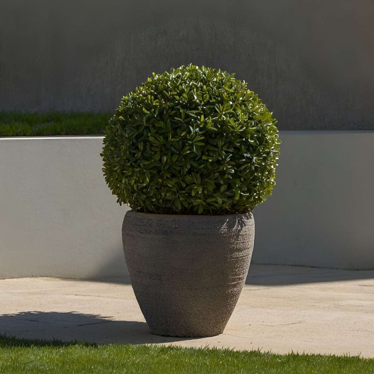 Laur japonez - Ilex crenata 'Jenny' - Înălţime 30-40cm - ⌀17cm