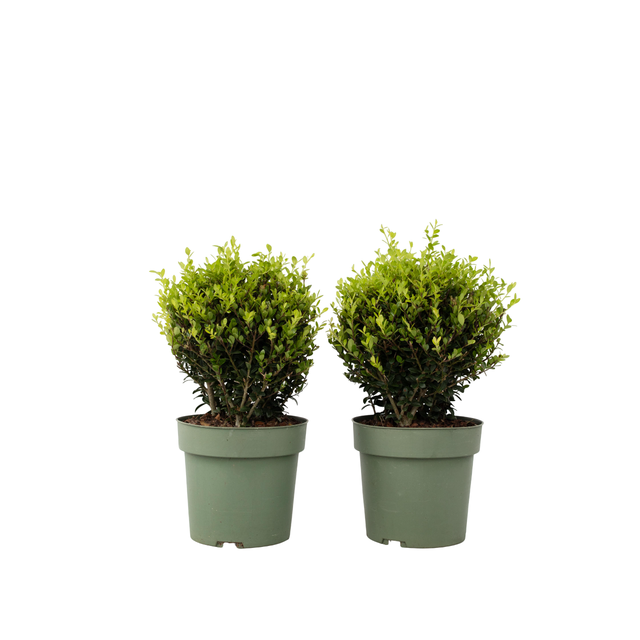 Laur japonez - Ilex crenata 'Jenny' - Înălţime 30-40cm - ⌀17cm