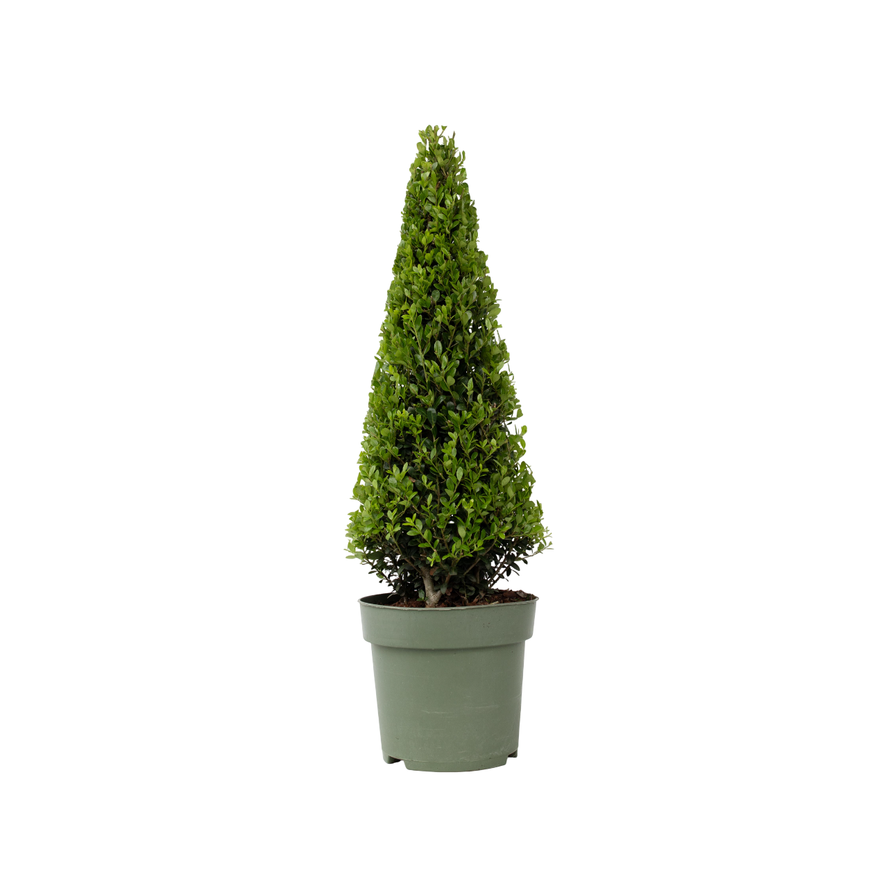 Laur japonez - Ilex crenata 'Jenny' - Înălţime 55-65cm - ⌀21cm