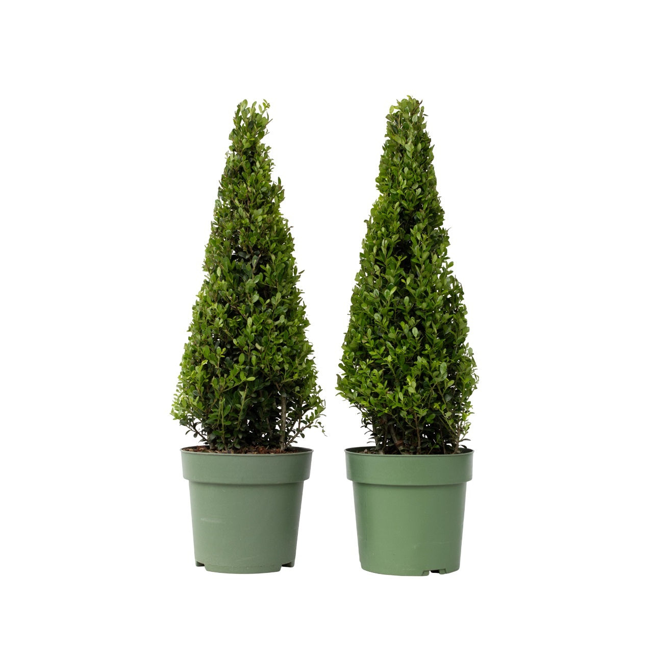 Laur japonez - 2 buc - Ilex crenata 'Jenny' - Înălţime 55-65cm - ⌀21cm