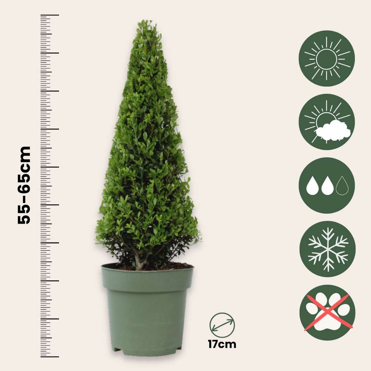 Laur japonez - 2 buc - Ilex crenata 'Jenny' - Înălţime 55-65cm - ⌀21cm