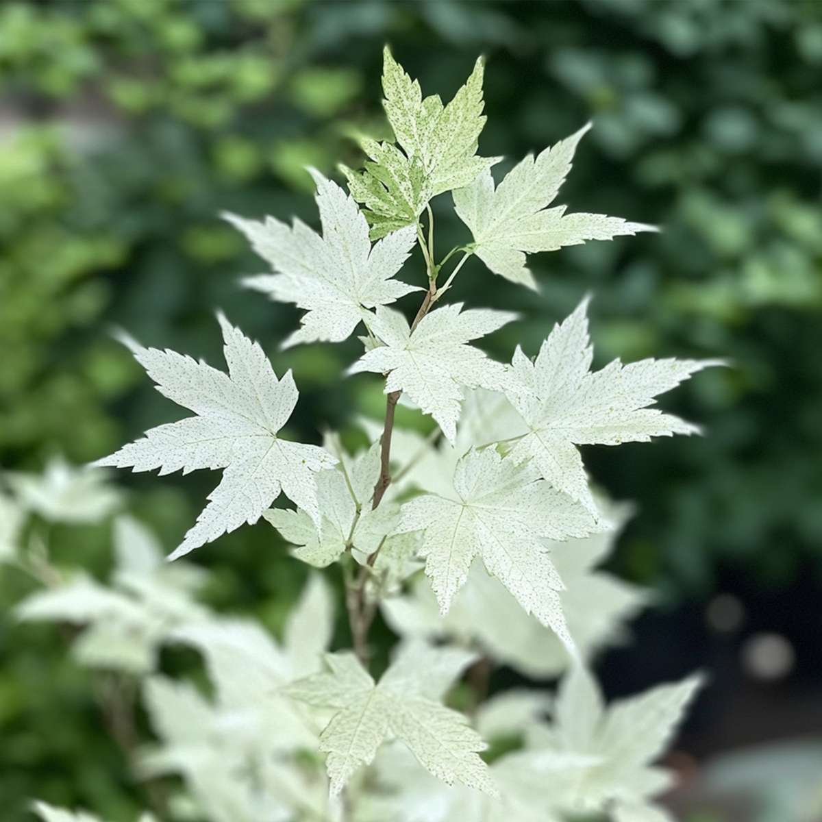 Arțar japonez - Acer palmatum 'Ukigumo' - Înălţime 50-60cm - ⌀19cm