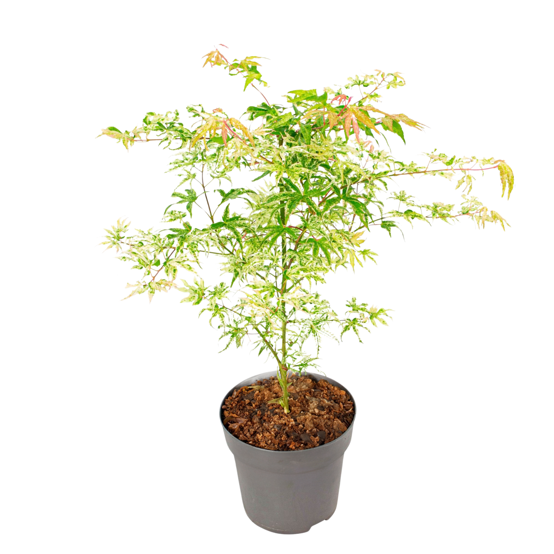 Arțar japonez - Acer palmatum 'Ukigumo' - Înălţime 50-60cm - ⌀19cm