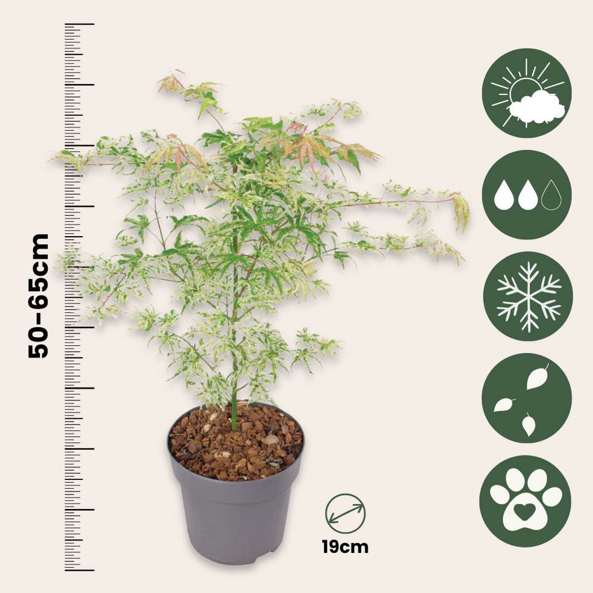 Arțar japonez - Acer palmatum 'Ukigumo' - Înălţime 50-60cm - ⌀19cm