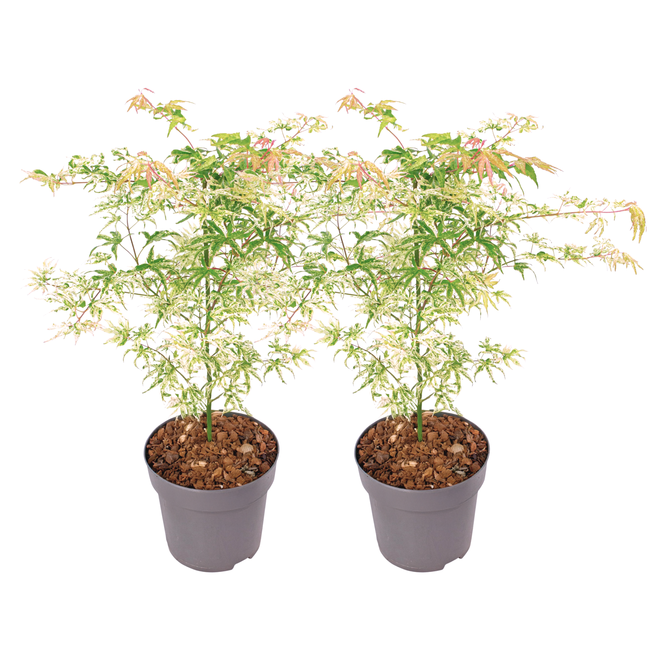 Arțar japonez - 2 buc - Acer palmatum 'Ukigumo' - Înălţime 50-60cm - ⌀19cm