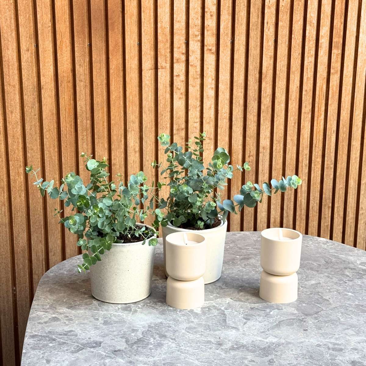 Eucalipt - 2 buc - Eucalyptus 'Pulverulenta' - Înălţime 25-40cm - ⌀13cm