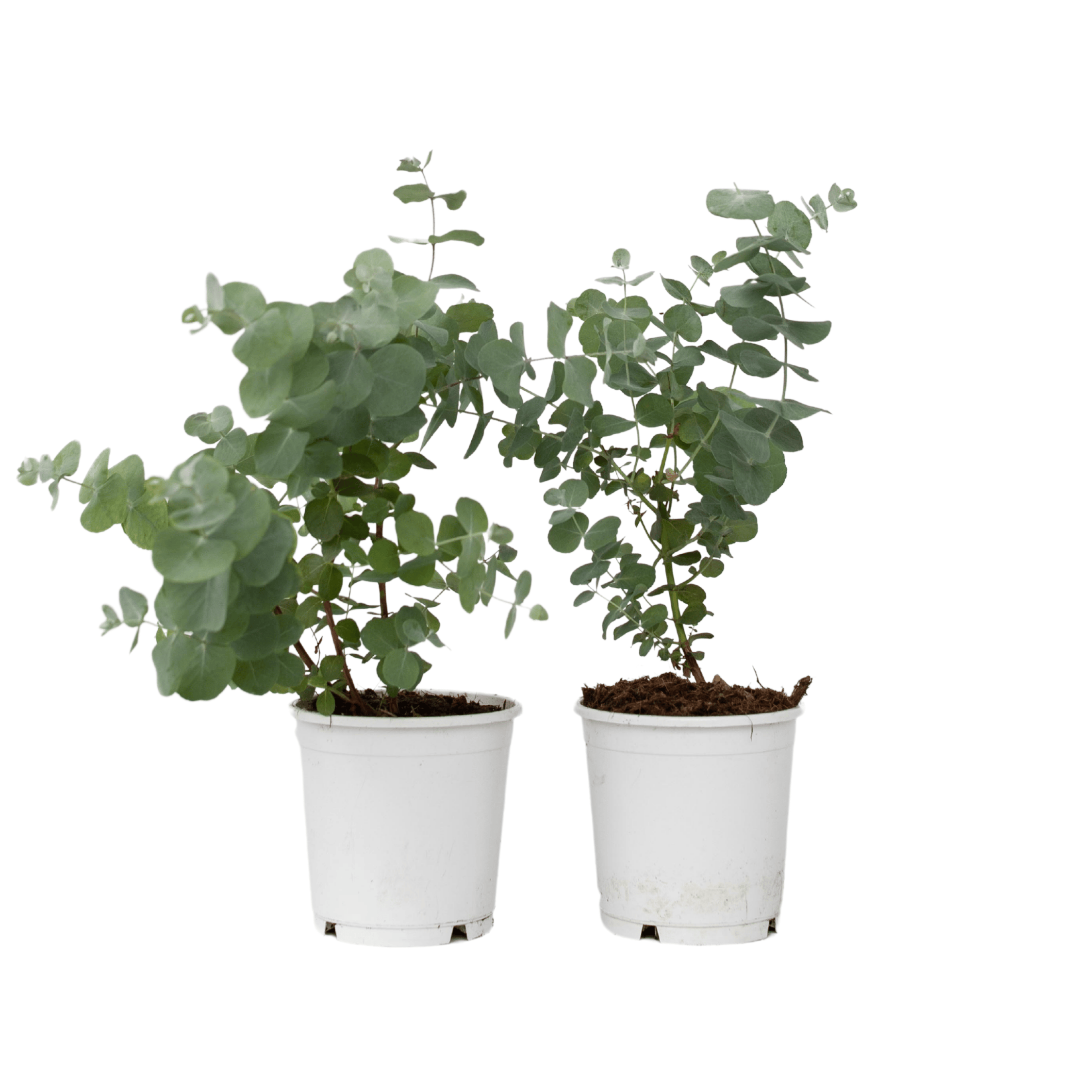 Eucalipt - 2 buc - Eucalyptus 'Pulverulenta' - Înălţime 25-40cm - ⌀13cm