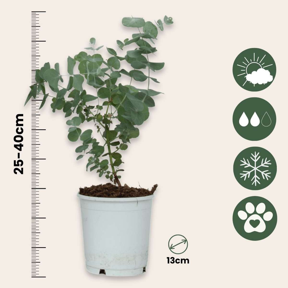 Eucalipt - 2 buc - Eucalyptus 'Pulverulenta' - Înălţime 25-40cm - ⌀13cm
