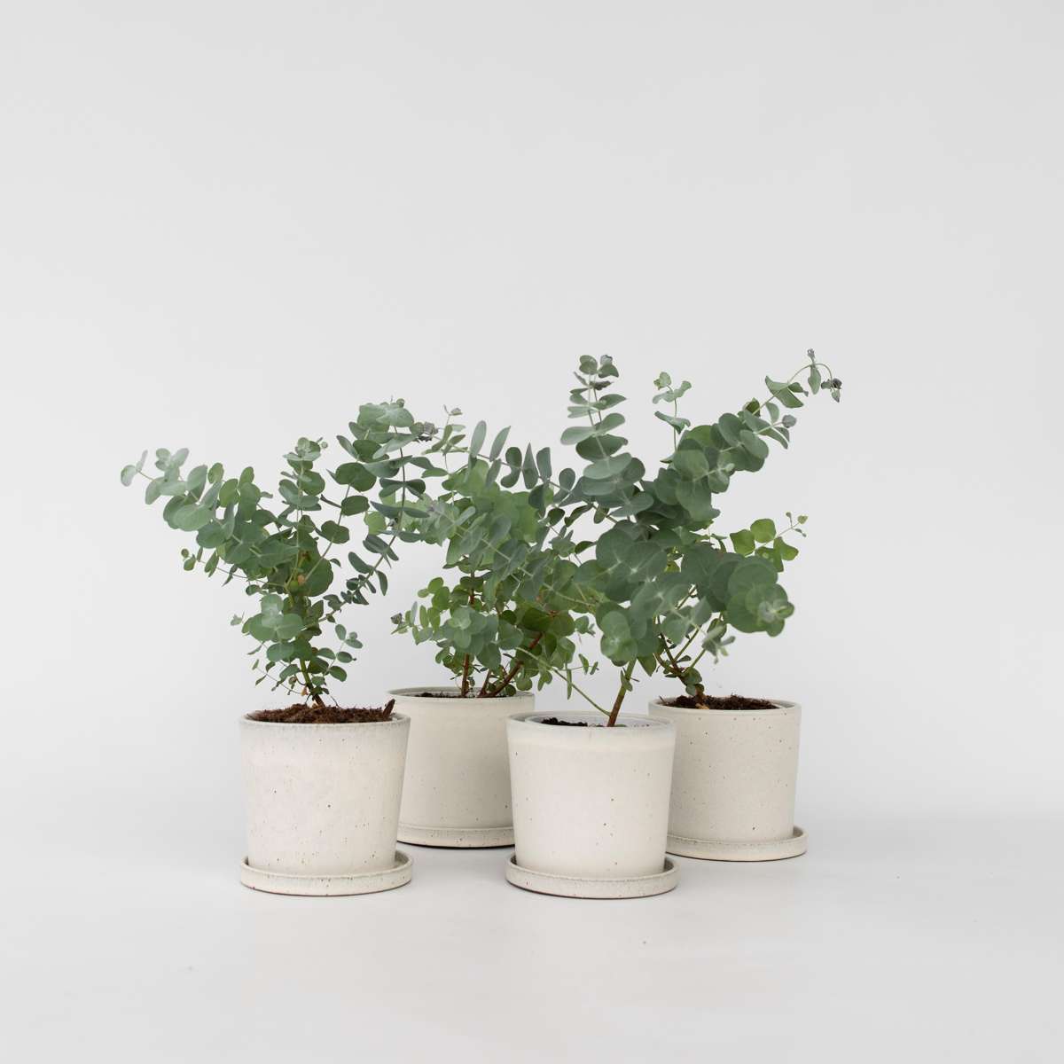 Eucalipt - 6 buc - Eucalyptus 'Pulverulenta' - Înălţime 25-40cm - ⌀12cm