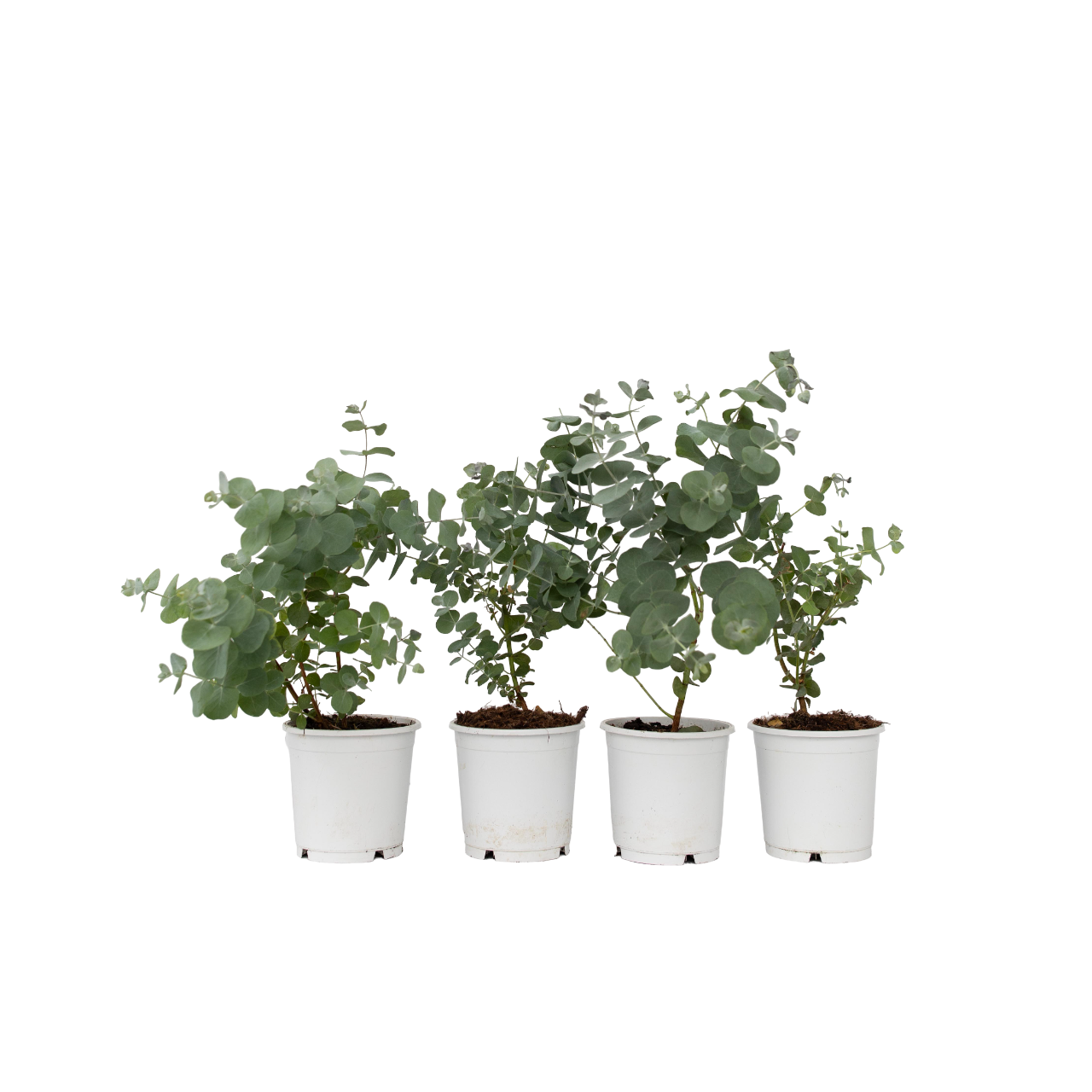 Eucalipt - 6 buc - Eucalyptus 'Pulverulenta' - Înălţime 25-40cm - ⌀12cm