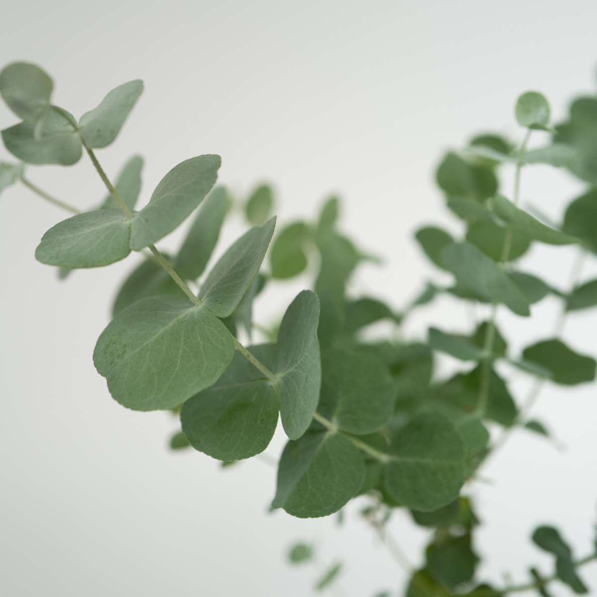 Eucalipt - 6 buc - Eucalyptus 'Pulverulenta' - Înălţime 25-40cm - ⌀12cm