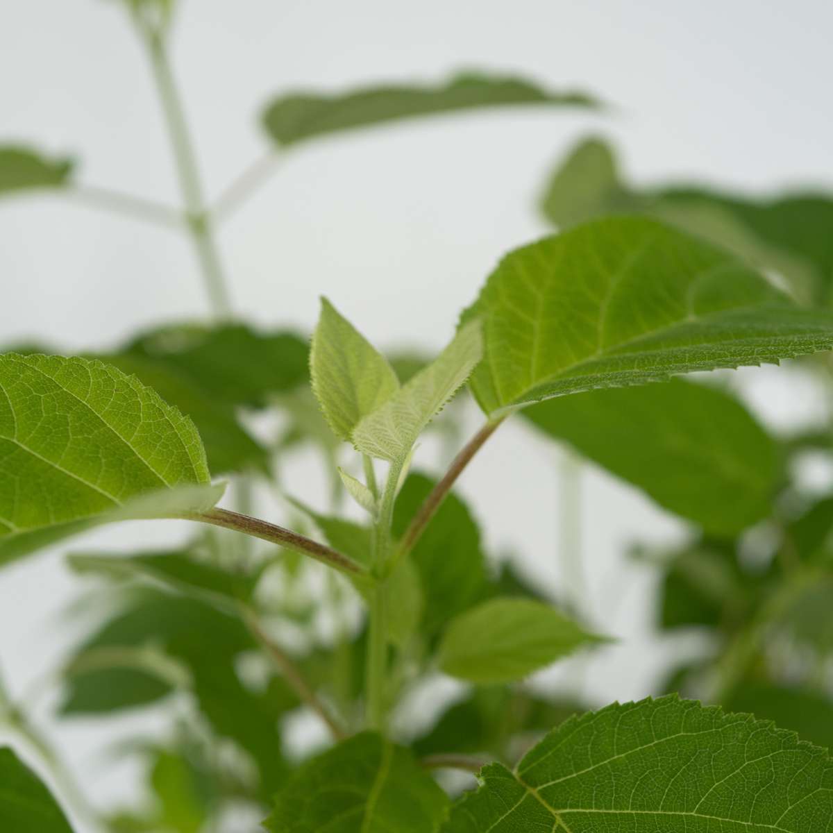 Hortensie - Hydrangea 'Strong Annabelle' - Înălţime 30-40cm - ⌀19cm