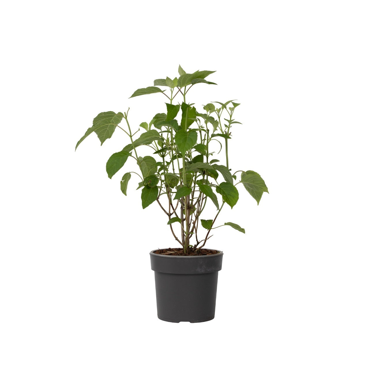 Hortensie - Hydrangea 'Strong Annabelle' - Înălţime 30-40cm - ⌀19cm
