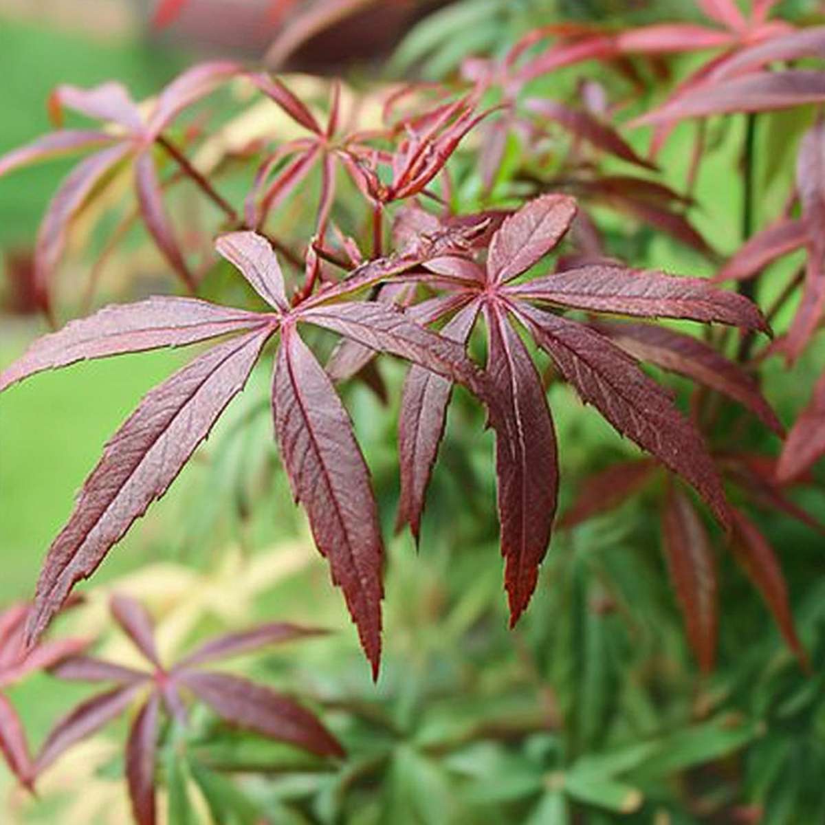 Arțar japonez - 2 buc - Acer palmatum 'Starfish' - Înălţime 60-70cm - ⌀19cm