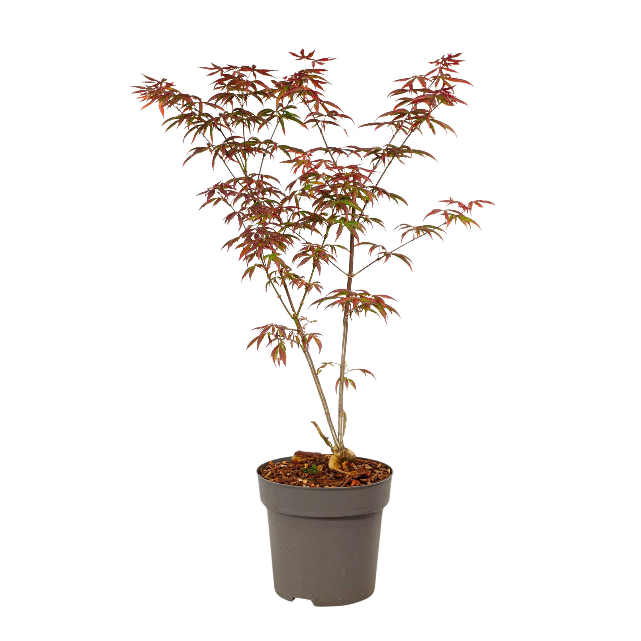 Arțar japonez - Acer palmatum 'Starfish' - Înălţime 60-70cm - ⌀19cm