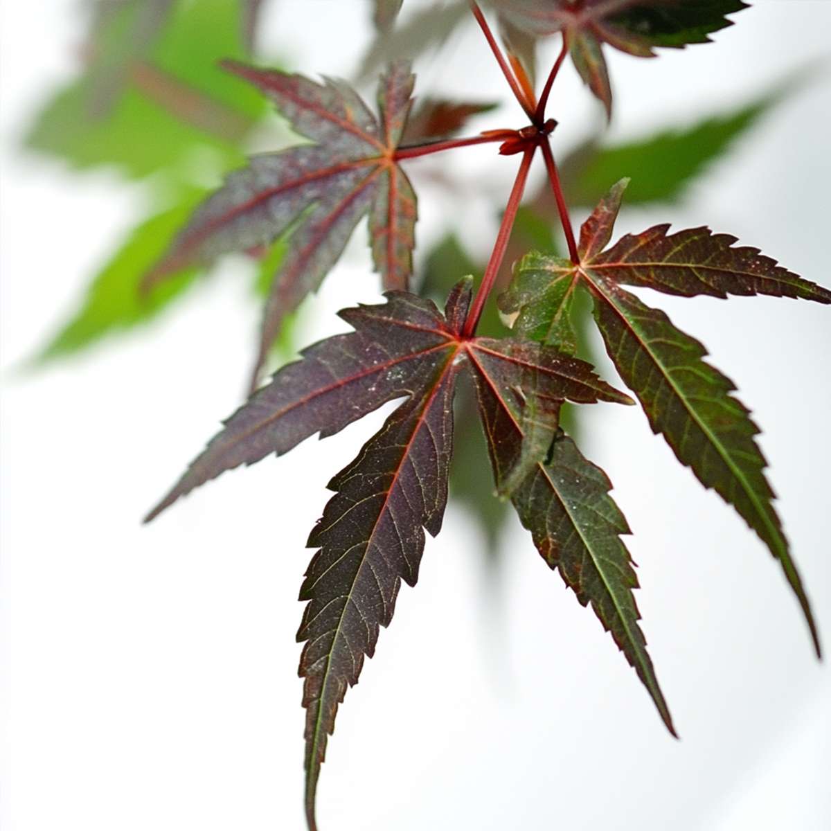 Arțar japonez - 2 buc - Acer palmatum 'Starfish' - Înălţime 60-70cm - ⌀19cm
