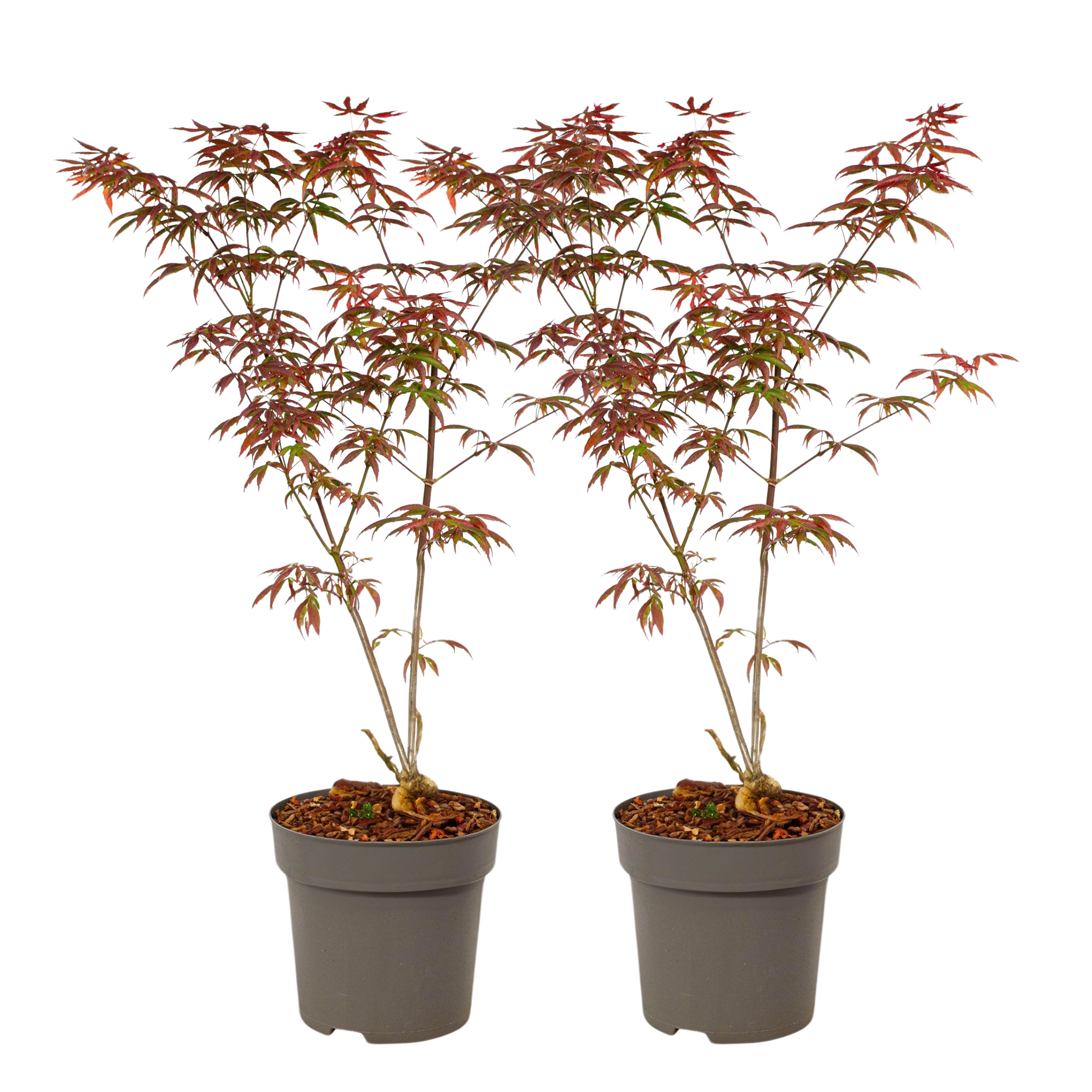 Arțar japonez - 2 buc - Acer palmatum 'Starfish' - Înălţime 60-70cm - ⌀19cm