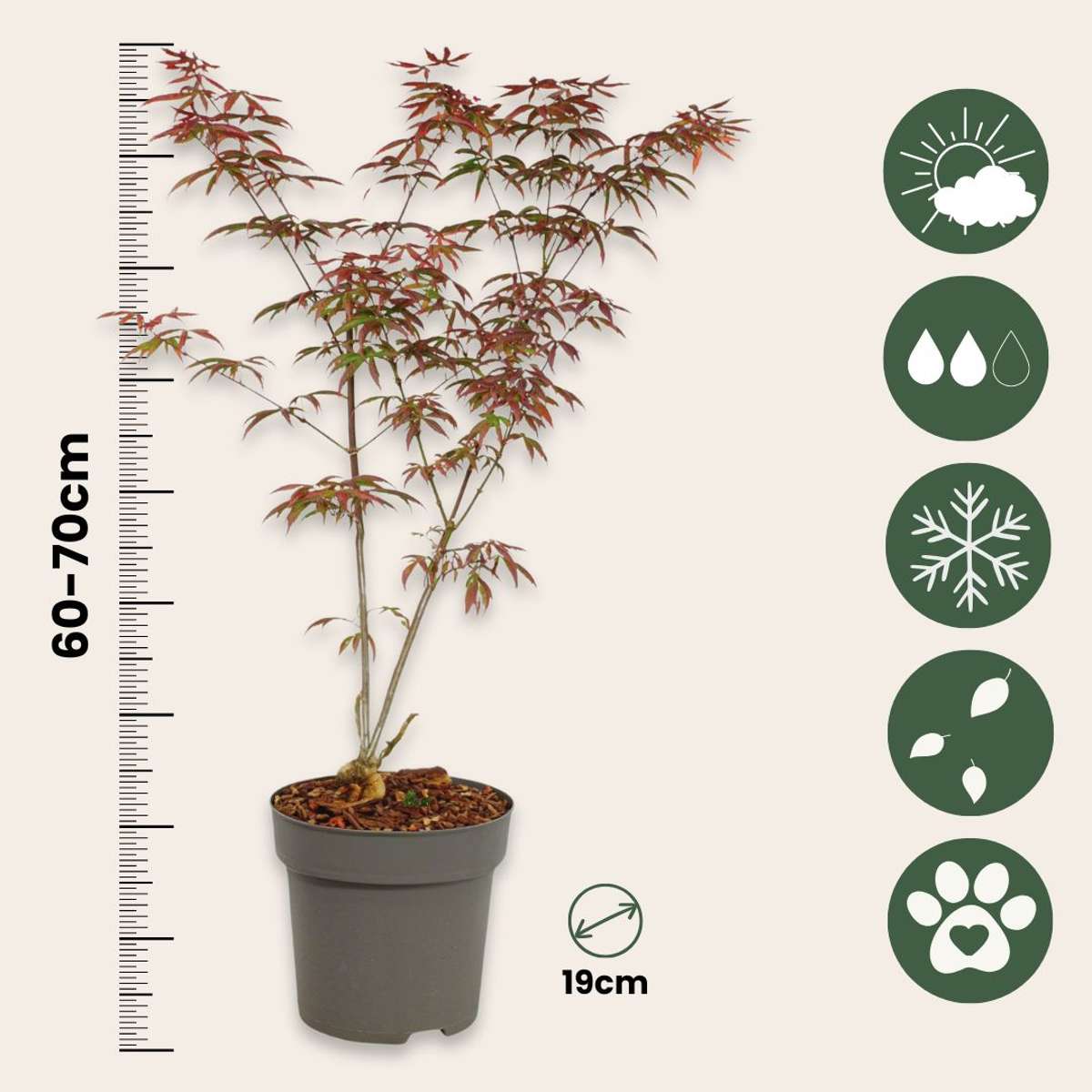 Arțar japonez - 2 buc - Acer palmatum 'Starfish' - Înălţime 60-70cm - ⌀19cm