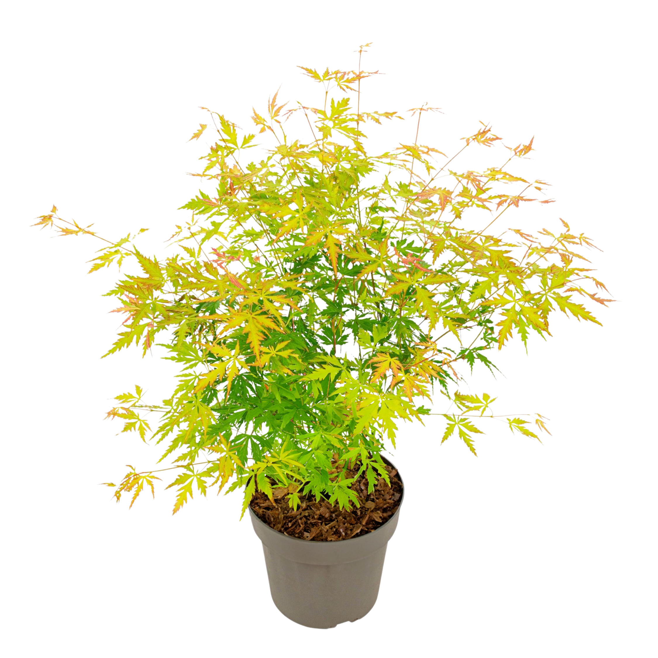 Arțar japonez - Acer palmatum 'Orange Lace' - Înălţime 60-70cm - ⌀19cm