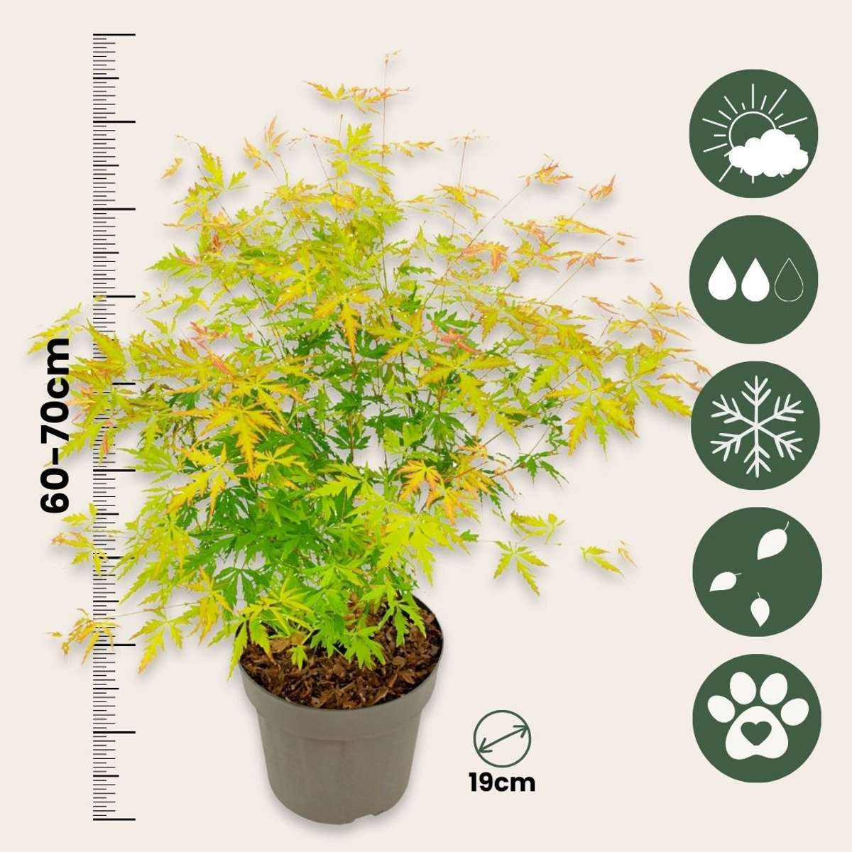 Arțar japonez - Acer palmatum 'Orange Lace' - Înălţime 60-70cm - ⌀19cm