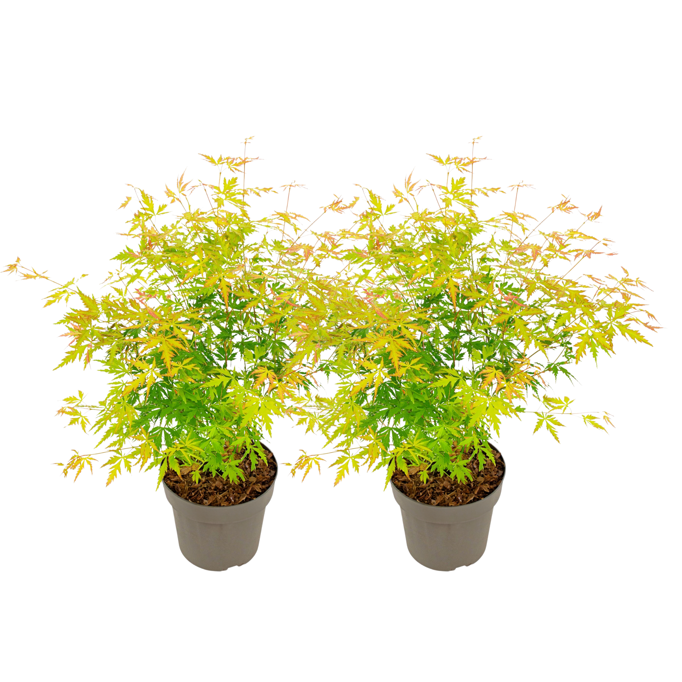 Arțar japonez - 2 buc - Acer palmatum 'Orange Lace' - Înălţime 60-70cm - ⌀19cm