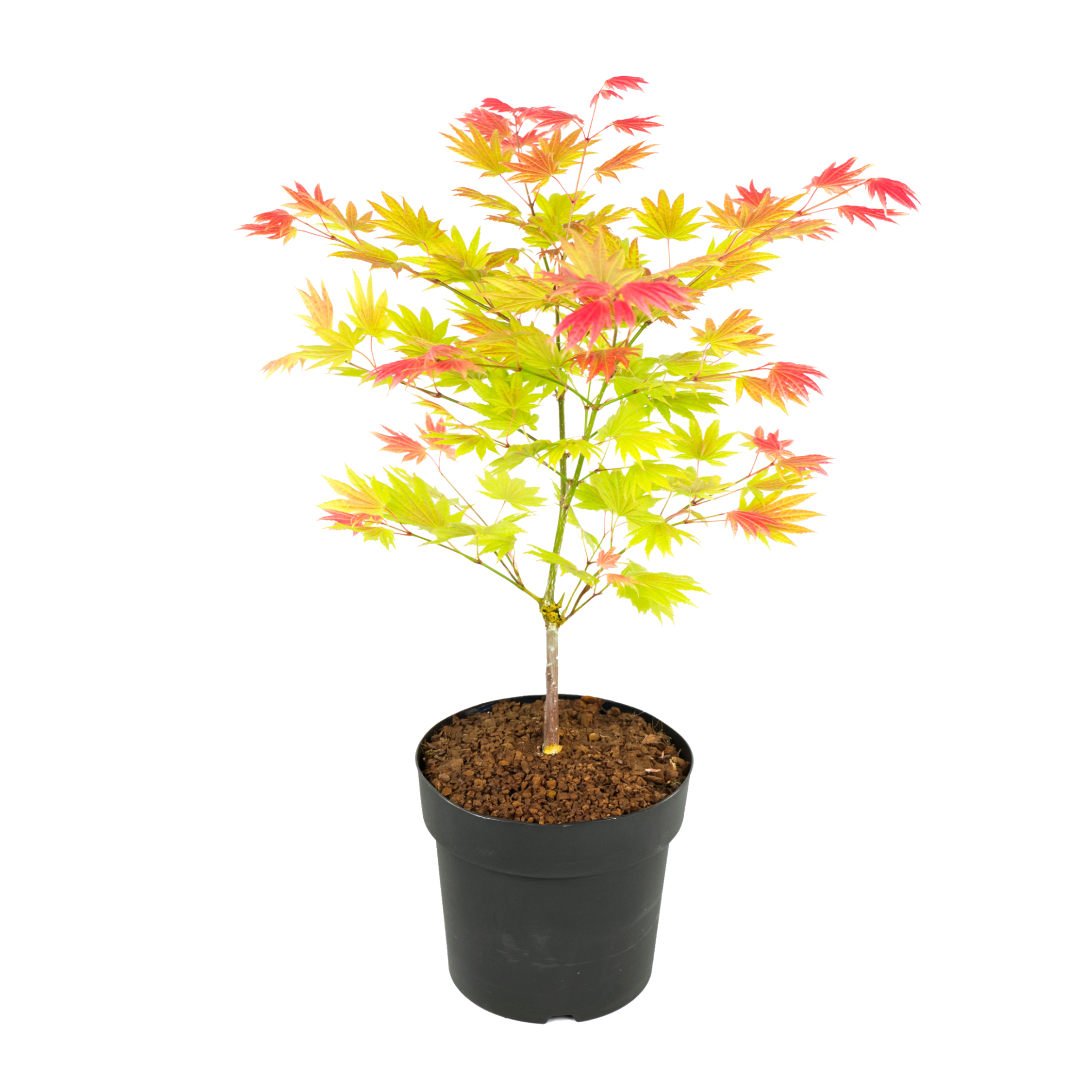 Arțar japonez - Acer palmatum 'Moonrise' - Înălţime 40-50cm - ⌀19cm