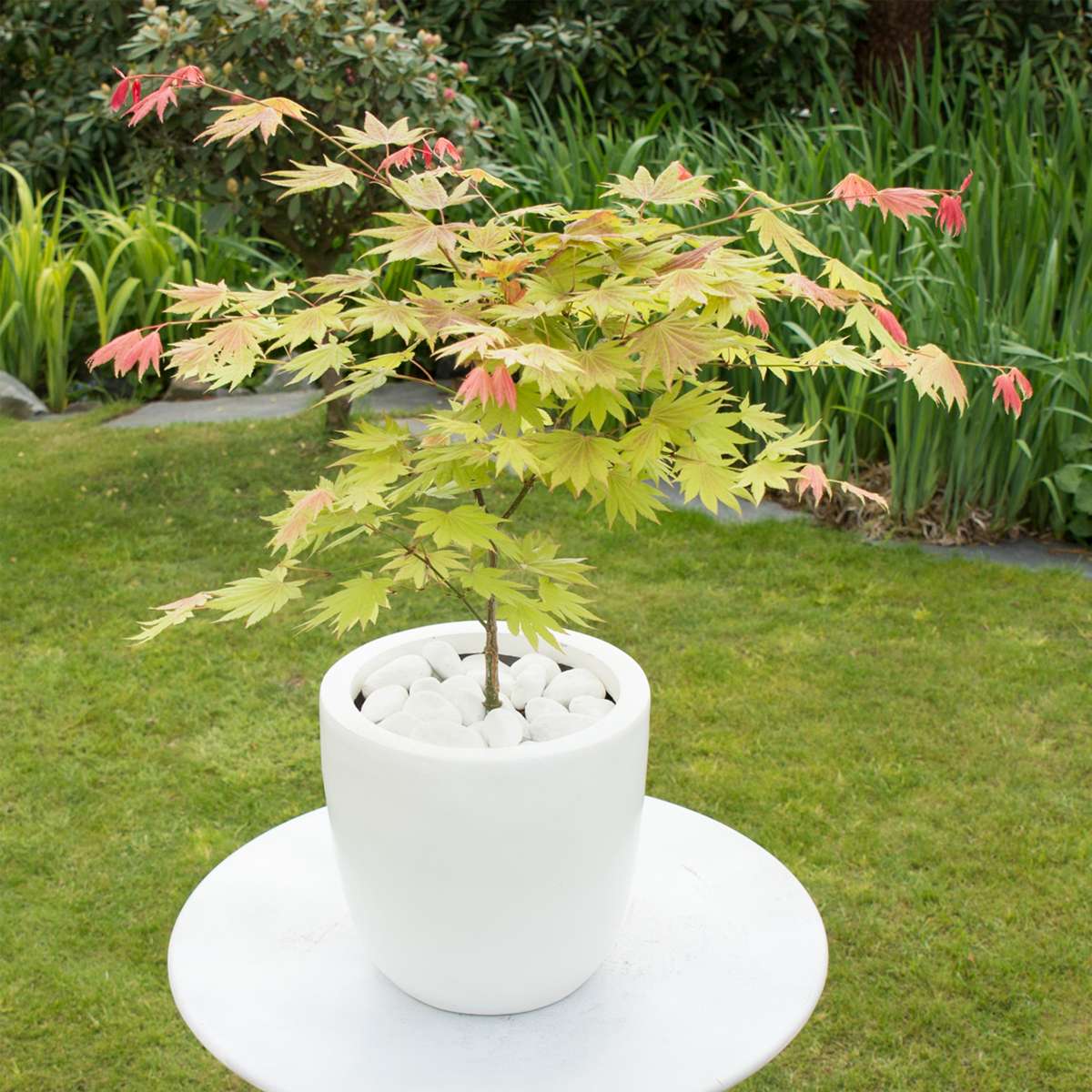 Arțar japonez - 2 buc - Acer palmatum 'Moonrise' - Înălţime 40-50cm - ⌀19cm