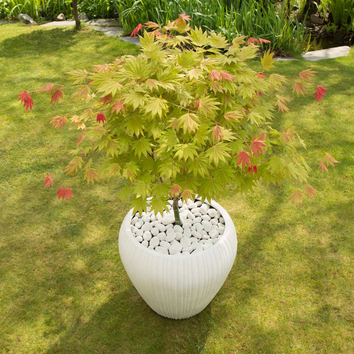 Arțar japonez - 2 buc - Acer palmatum 'Moonrise' - Înălţime 40-50cm - ⌀19cm