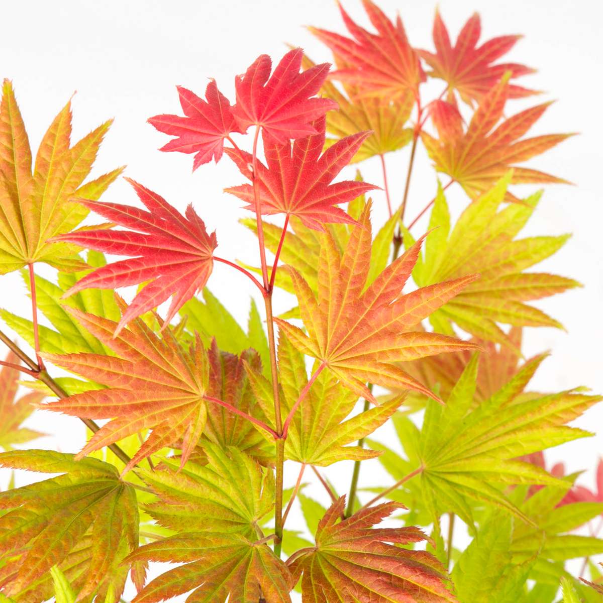 Arțar japonez - 2 buc - Acer palmatum 'Moonrise' - Înălţime 40-50cm - ⌀19cm