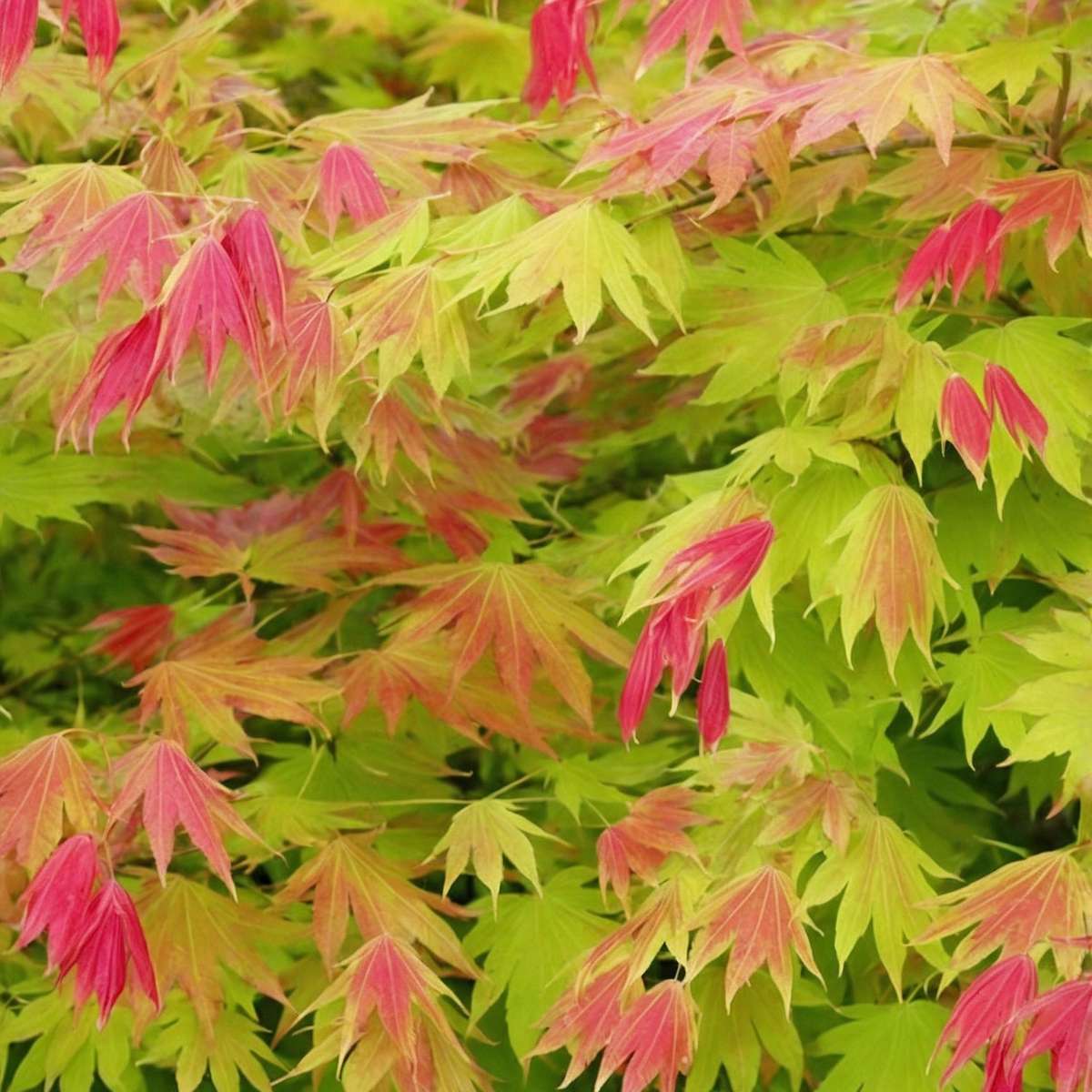 Arțar japonez - 2 buc - Acer palmatum 'Moonrise' - Înălţime 40-50cm - ⌀19cm