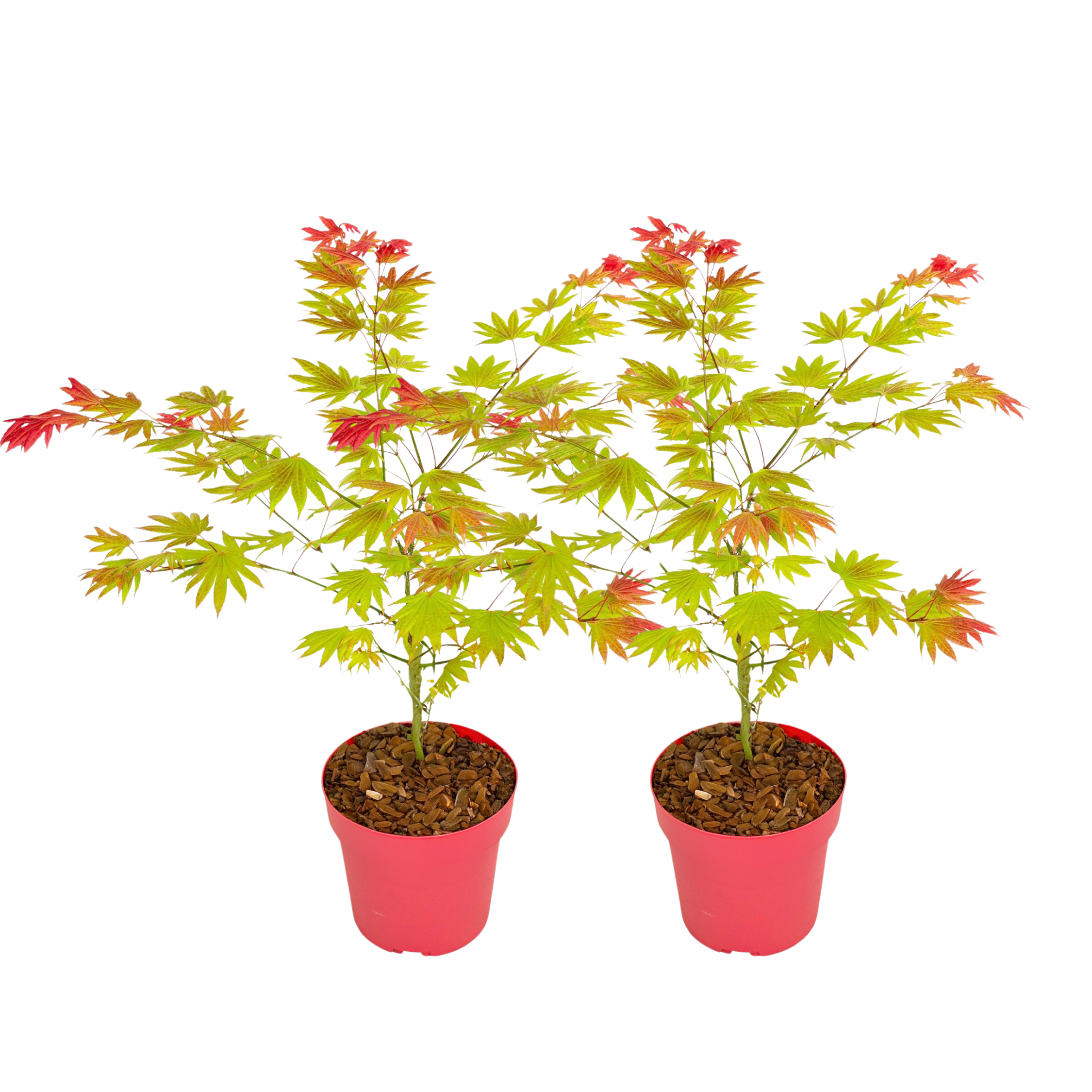 Arțar japonez - 2 buc - Acer palmatum 'Moonrise' - Înălţime 40-50cm - ⌀19cm