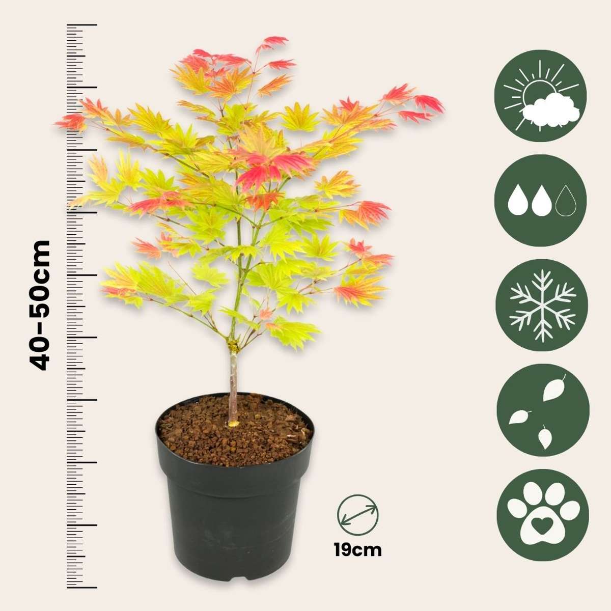 Arțar japonez - 2 buc - Acer palmatum 'Moonrise' - Înălţime 40-50cm - ⌀19cm