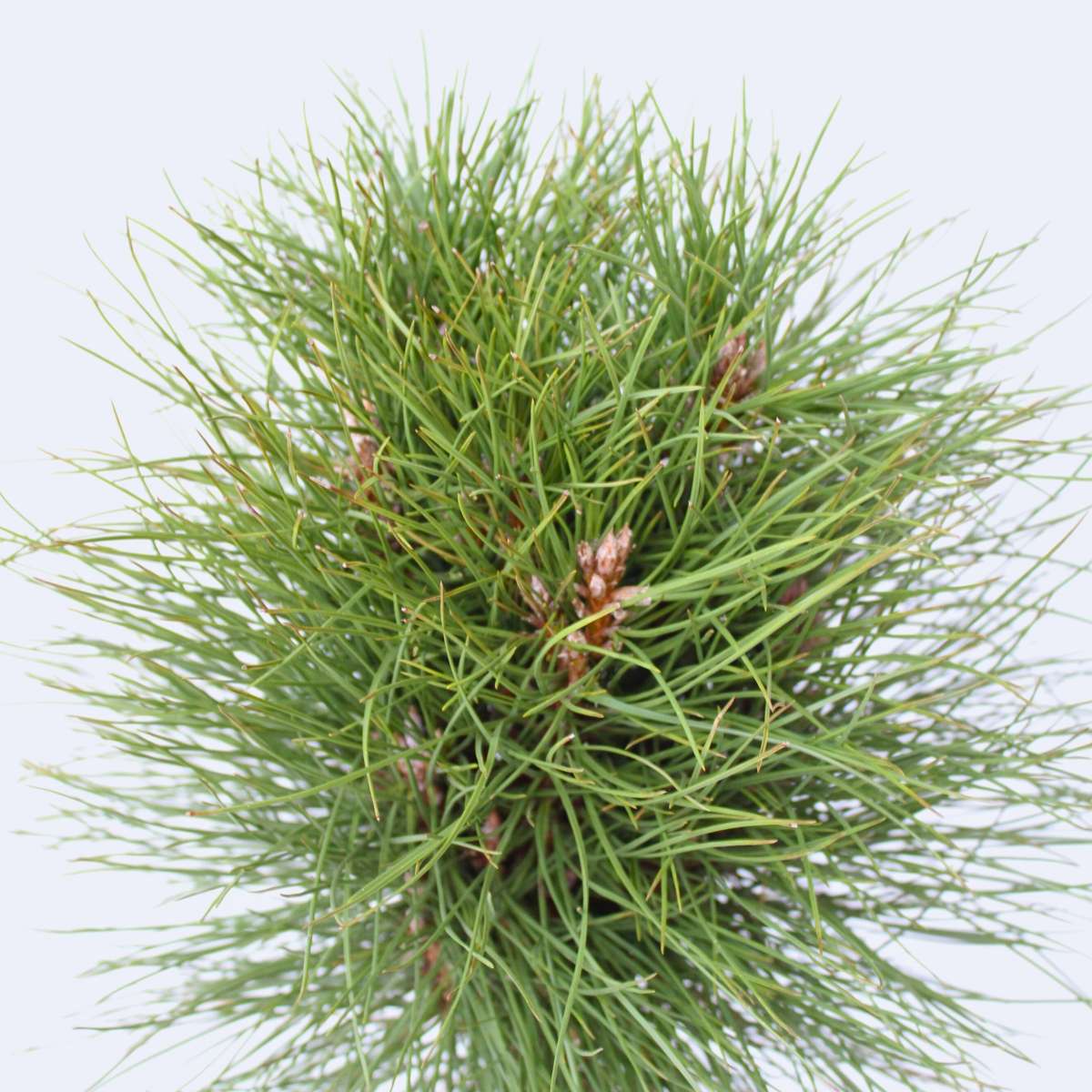 Coconar - Pinus 'Summer Breeze' - Înălţime 70-80cm - ⌀24cm