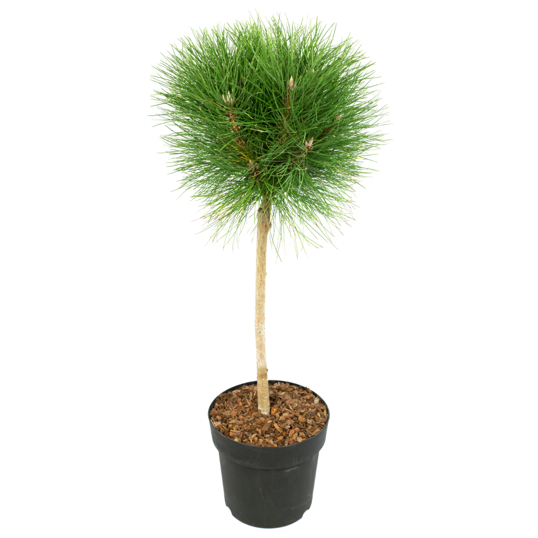 Coconar - Pinus 'Summer Breeze' - Înălţime 70-80cm - ⌀24cm