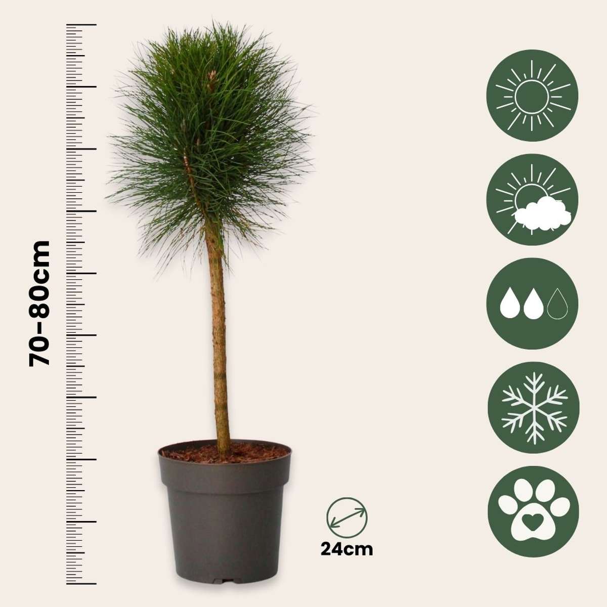 Coconar - Pinus 'Summer Breeze' - Înălţime 70-80cm - ⌀24cm