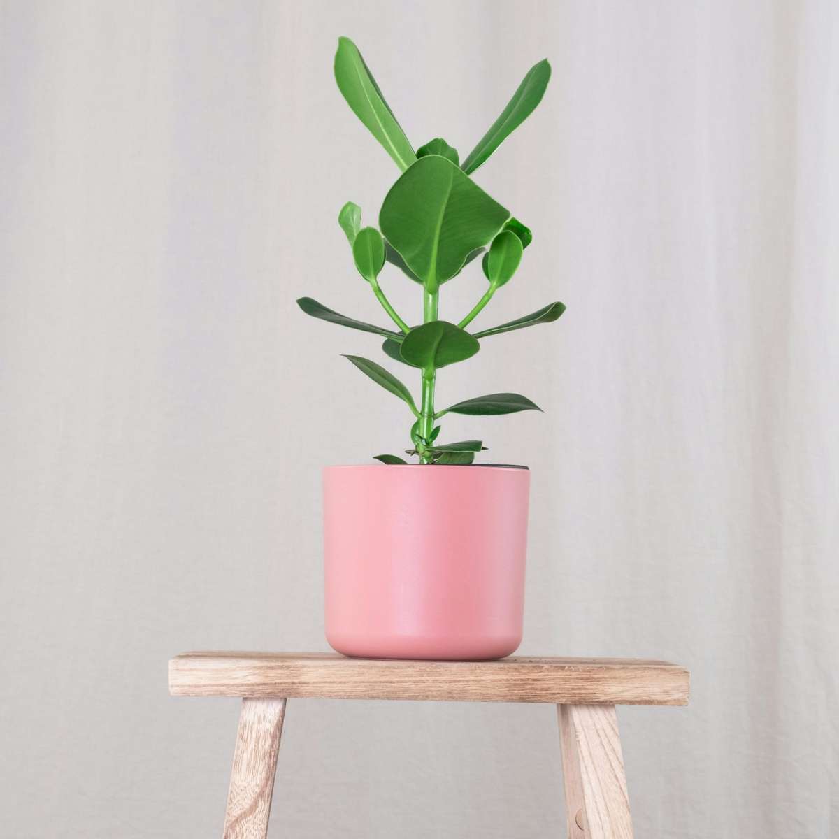 Clusia major - Clusia rosea 'Princess' - Înălţime 25-35cm - ⌀12cm
