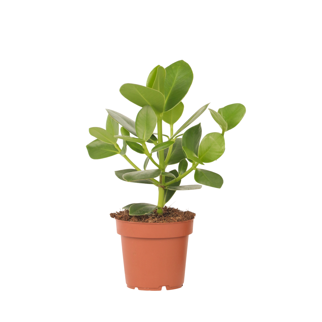 Clusia major - Clusia rosea 'Princess' - Înălţime 25-35cm - ⌀12cm