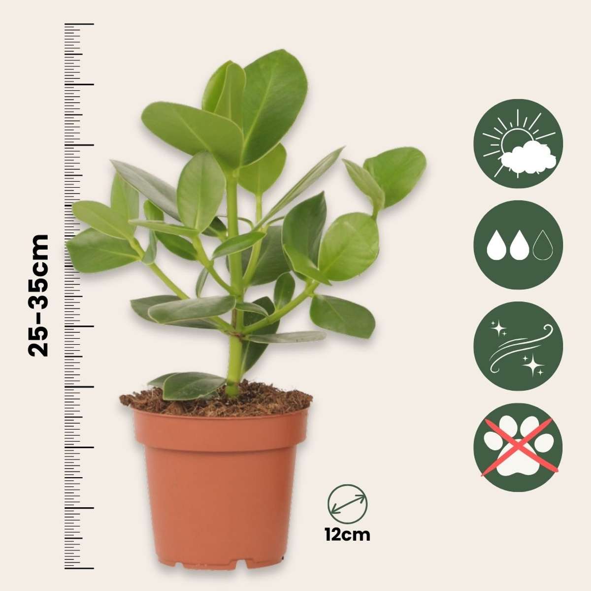 Clusia major - Clusia rosea 'Princess' - Înălţime 25-35cm - ⌀12cm