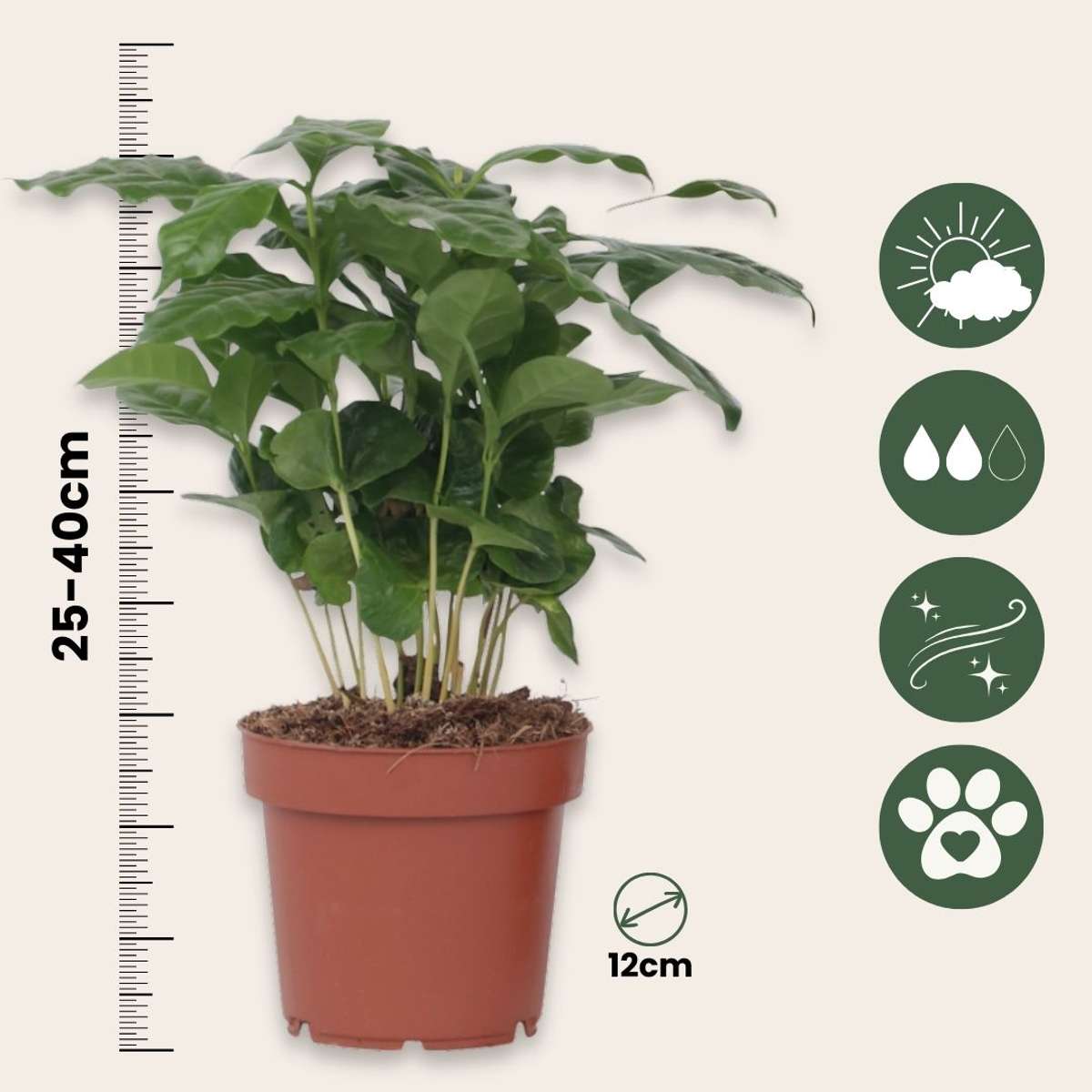 Arbore de cafea - Coffea arabica - Inaltime 25-40cm - ⌀12cm