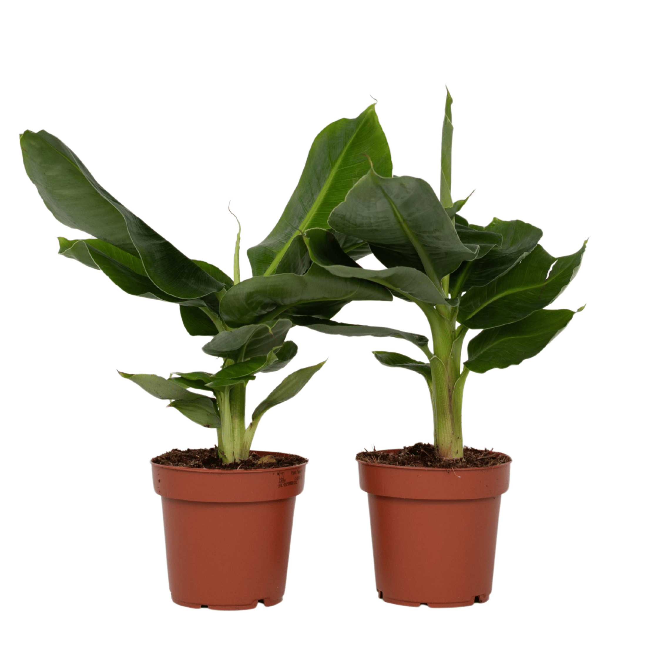 Bananier pitic - 2 buc - Musa 'Oriental Dwarf' - Înălţime 25-40cm - ⌀12cm