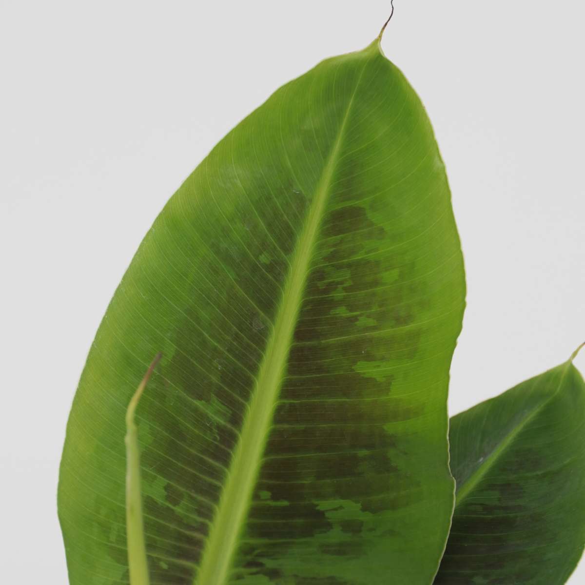 Bananier pitic - 4 buc - Musa 'Oriental Dwarf' - Înălţime 25-40cm - ⌀12cm