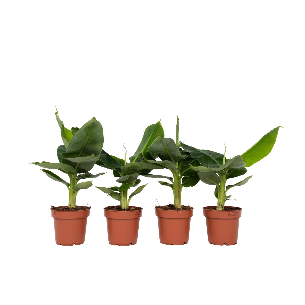 Bananier pitic - 4 buc - Musa 'Oriental Dwarf' - Înălţime 25-40cm - ⌀12cm