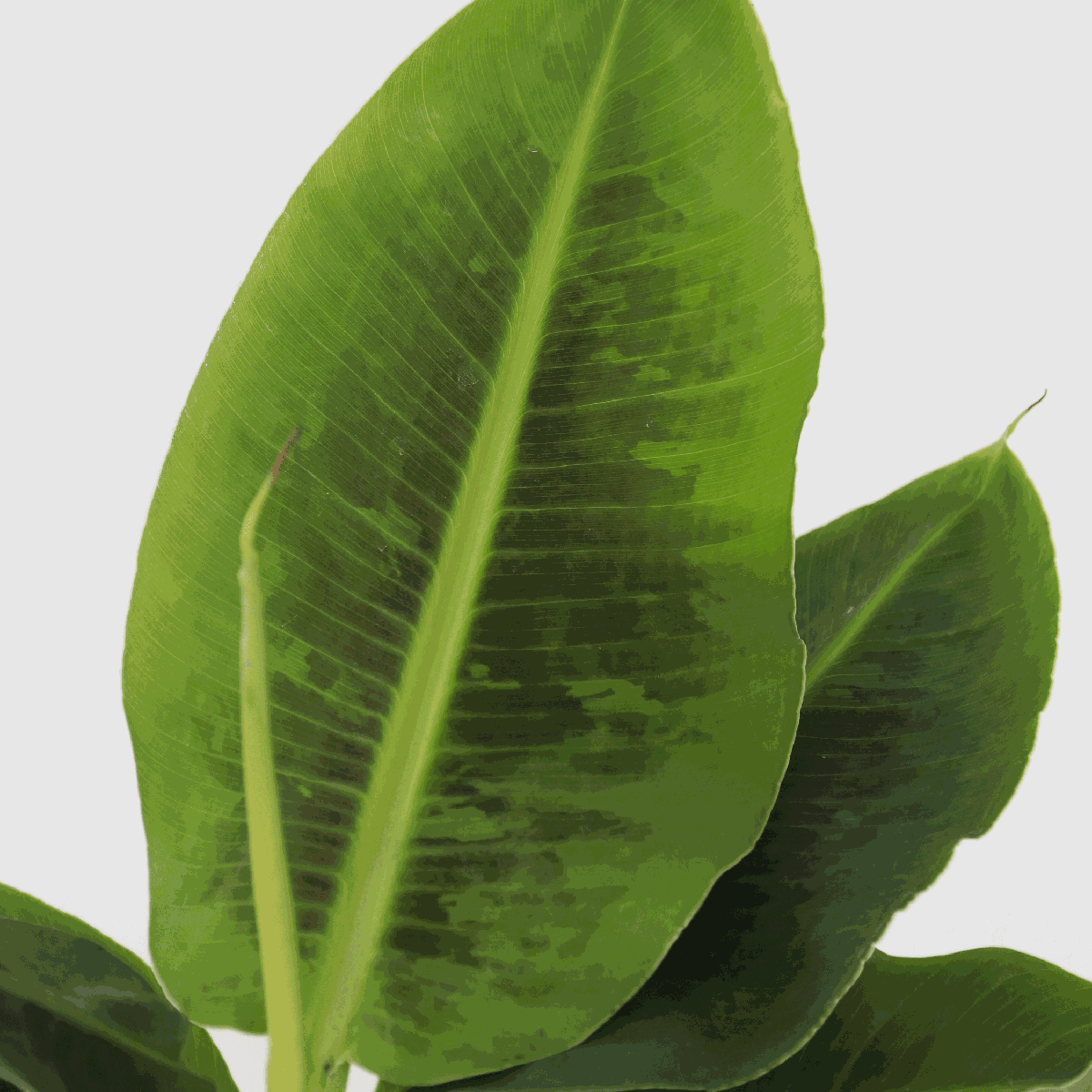 Bananier pitic - Musa 'Oriental Dwarf' - Inaltime 25-40cm - ⌀12cm