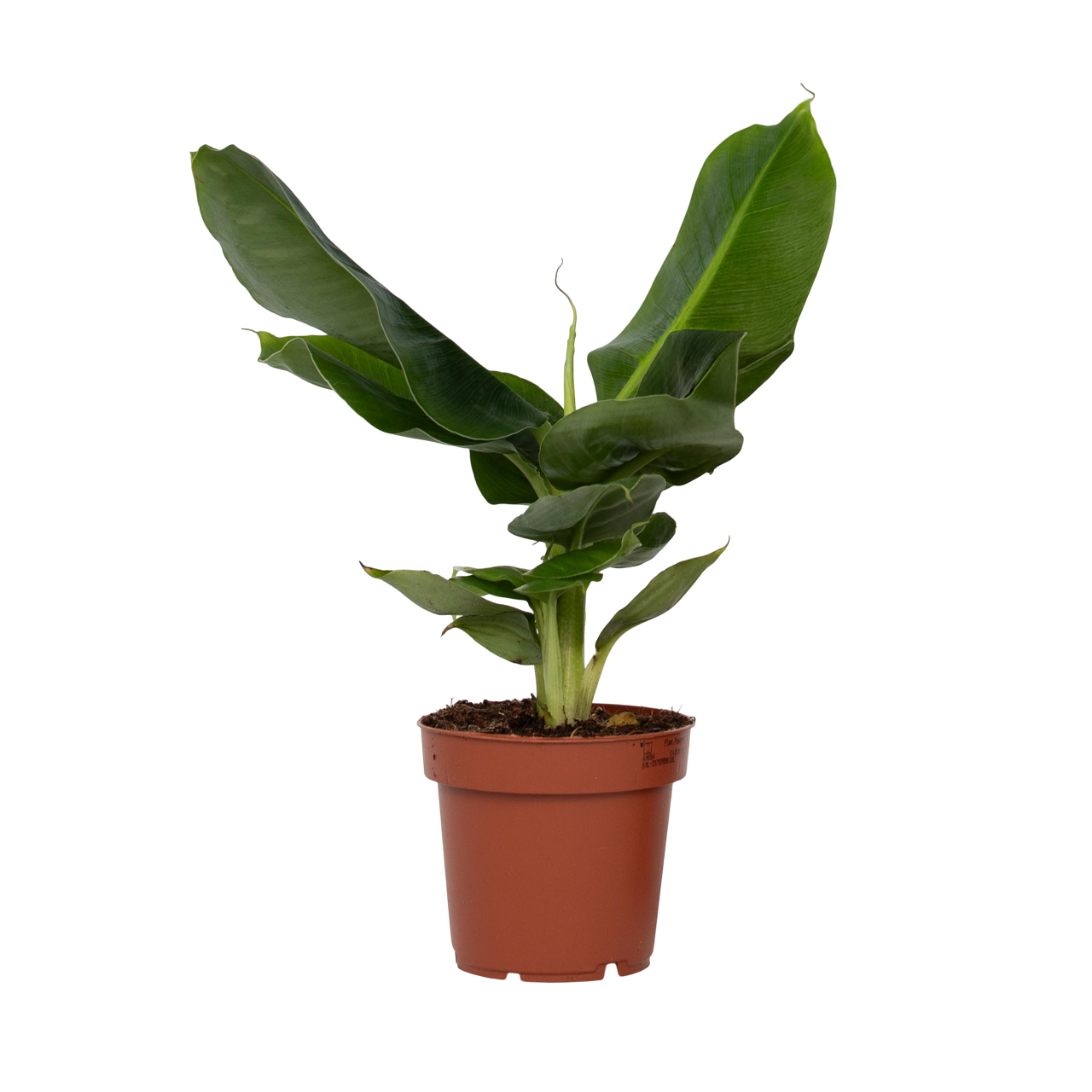 Bananier pitic - Musa 'Oriental Dwarf' - Inaltime 25-40cm - ⌀12cm