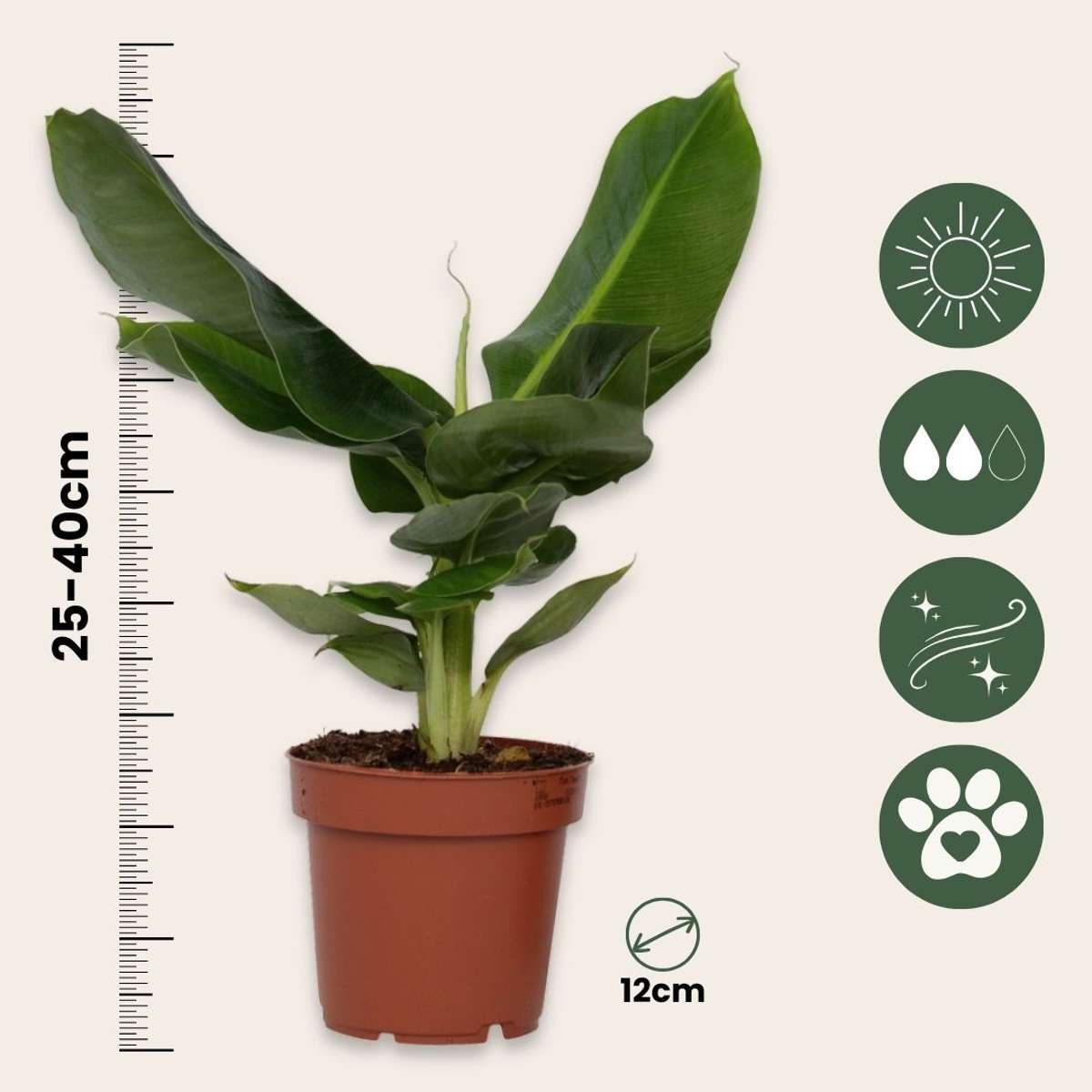 Bananier pitic - Musa 'Oriental Dwarf' - Inaltime 25-40cm - ⌀12cm
