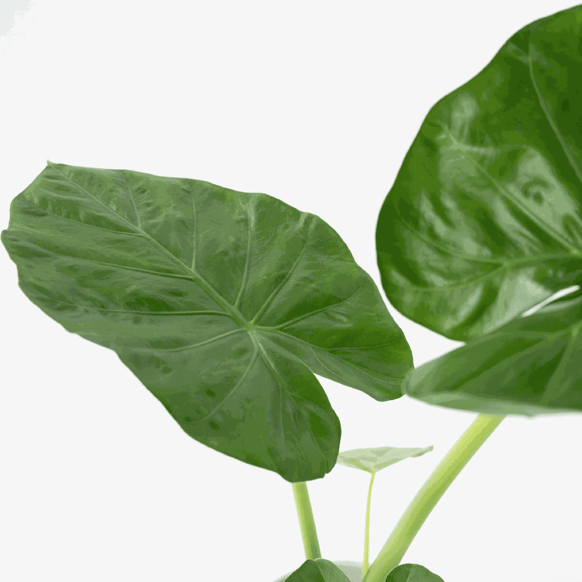 Urechea elefantului - Alocasia 'Macrorrhizos' - Înălţime 60-70cm - ⌀17cm