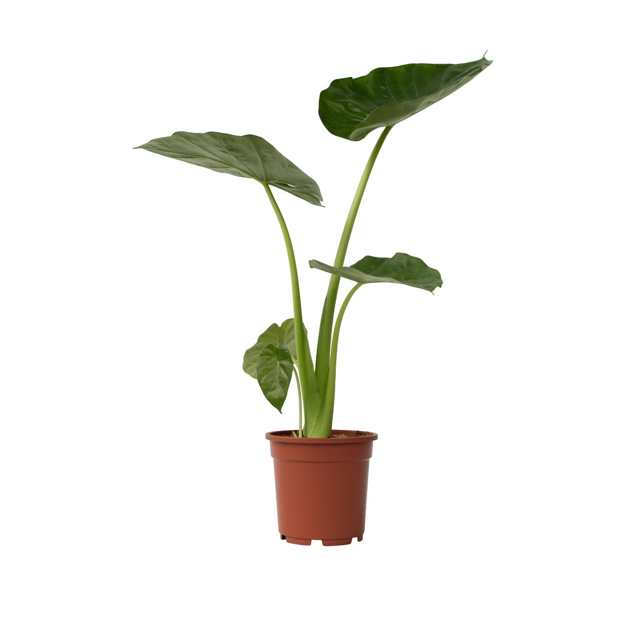 Urechea elefantului - Alocasia 'Macrorrhizos' - Înălţime 60-70cm - ⌀17cm