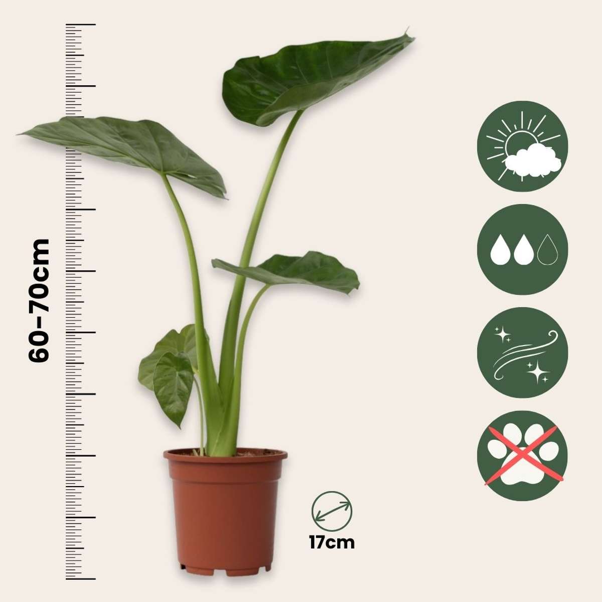 Urechea elefantului - Alocasia 'Macrorrhizos' - Înălţime 60-70cm - ⌀17cm